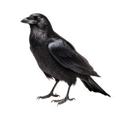 A full body shot of a black crow standing against a transparent background with its head turned leftward png