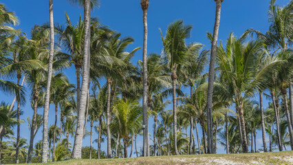 Rows of tall coconut palms against the blue sky. The green leaves of the crowns are fluttering. The...