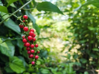 Bloodberry plant or Rivina humilis and fruits in outdoor garden, copy space 