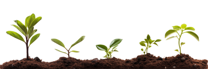 Different stages of plant growth from seedling to sapling in soil against transparent background png