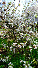 green leaves  and white flowers in spring