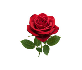 Fototapeta premium Vibrant red rose in full bloom elegant floral Closeup isolated on white background.