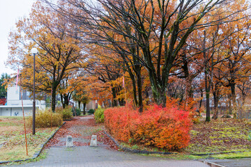 お寺の隣の公園。
池沿いに小さな滝がある。
季節的にちょうど見事な紅葉が見られた。
新潟県十日町市 - 2024年12月1日
