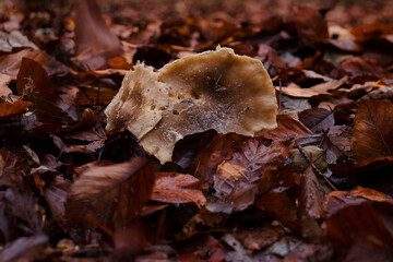 Side of mushroom in brown leaves