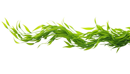 Obraz premium A close up view of a green plant with long leaves on a black isolated background image detail png