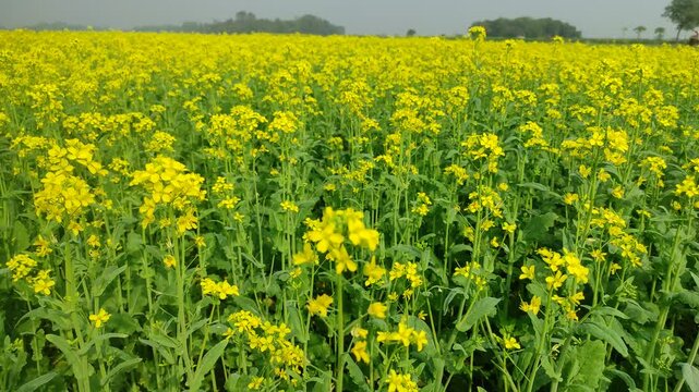 Mustard plants farm ( sarso khet) having yellow growing flower bloom, oilseeds