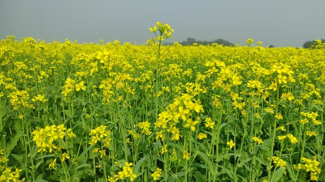 Mustard plants farm ( sarso khet) having yellow growing flower bloom, oilseeds