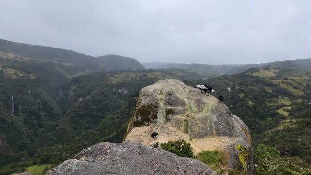andean condor in a rock