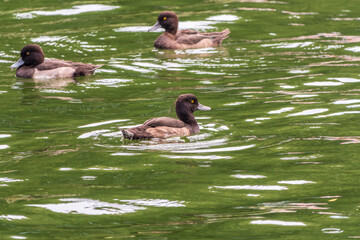 Male tufted duck, Aythya fuligula, swim in the pond