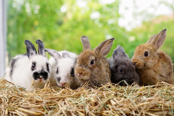 group of young adorable rabbits sitting on hay background green nature