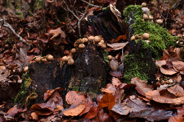 Mushrooms growing on stumps in a German forest