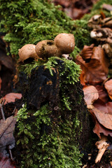 Mushrooms growing on a stump in a German forest