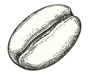 Coffee bean illustration, hand drawn doodle style, isolated on a transparent background