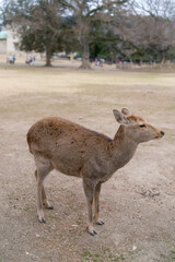 Fototapeta premium little deer walking in Nara Park in Japan.