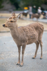Deer in Nara Park, wild sika deer, Nara, Japan