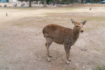 Deer in Nara Park, wild sika deer, Nara, Japan