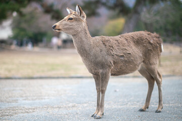 Deer in Nara Park, wild sika deer, Nara, Japan
