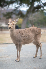 Deer in Nara Park, wild sika deer, Nara, Japan