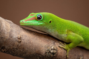 Fototapeta premium Madagascar Day Gecko