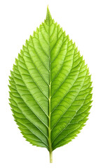 Fototapeta premium single green leaf 