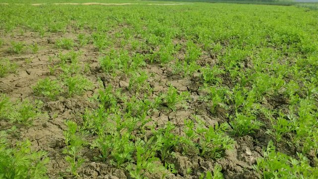 Most popular cumin seeds plant in indian farm or garden,unripped cumin crop dry plants,The most widely used spice is cumin or plant,Carum or Caraway and carvi 