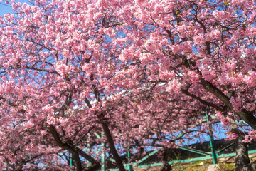 Early blooming cherry trees in full bloom along the river, Kawazu, Shizuoka, Japan,&nbsp;kawazu cherry blossom festival