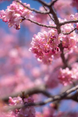 Early blooming cherry trees in full bloom along the river, Kawazu, Shizuoka, Japan, kawazu cherry blossom festival