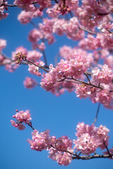 Early blooming cherry trees in full bloom along the river, Kawazu, Shizuoka, Japan, kawazu cherry blossom festival