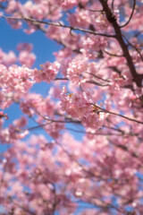 Early blooming cherry trees in full bloom along the river, Kawazu, Shizuoka, Japan, kawazu cherry blossom festival