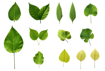 A display of various green leaves with different shapes and sizes on a transparent background isolated image png