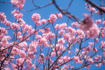 Early blooming cherry trees in full bloom along the river, Kawazu, Shizuoka, Japan, kawazu cherry blossom festival