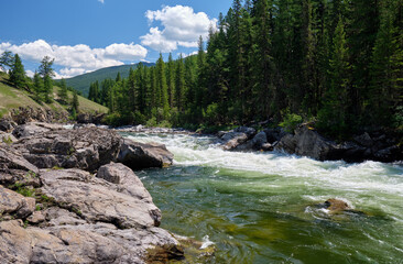 Altai river Chulyshman with boulders in the water. On the river banks there is siberian larch taiga forest.