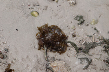 Ocean washed seaweed on beach after the tide went out on the sand