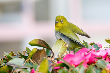 美しいサザンカ（ツバキ科）の間を飛び回って花の蜜を吸う可愛いメジロ（メジロ科）
英名学名：Japanese White Eye (Zosterops Japonica)
Camellia sasanqua
神奈川県川崎市-2025年
