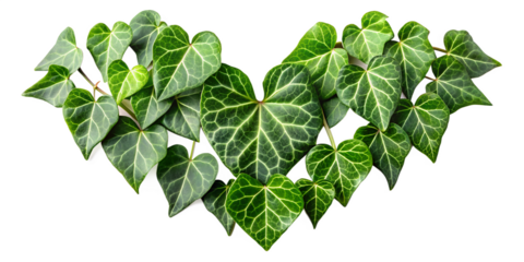 heart shaped leaves