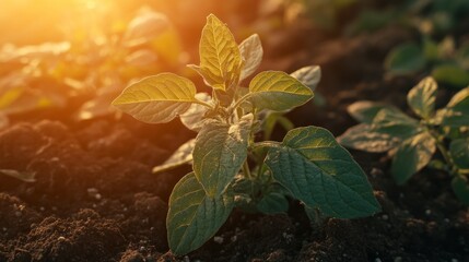 sun-kissed sprout emerging from dark soil symbolizes new beginnings and the promise of growth illuminated by golden light showing the potential for nurturing life