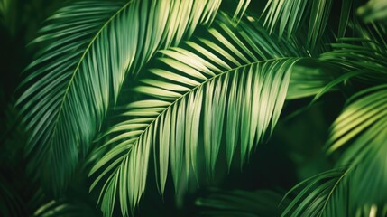 Green Palm Leaf Close Up