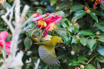 美しいサザンカ（ツバキ科）の間を飛び回って花の蜜を吸う可愛いメジロ（メジロ科）
英名学名：Japanese White Eye (Zosterops Japonica)
Camellia sasanqua
神奈川県川崎市-2025年
