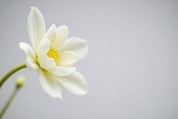 close up of a white flower on a branch