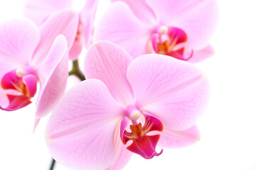 bunch of pink orchids on a white background