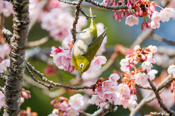 美しい熱海桜の間を飛び回って花の蜜を吸う可愛いメジロ（メジロ科）
英名学名：Japanese White Eye (Zosterops Japonica) flitting among the beautiful Atamizakura, Prunus kanzakura 'atami zakura' 
熱海市の山麓にある広い公園。
静岡県熱海市-2025/2/1
