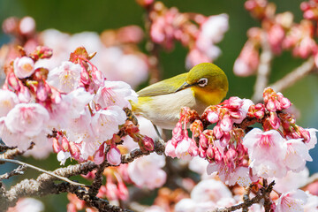美しい熱海桜の間を飛び回って花の蜜を吸う可愛いメジロ（メジロ科）
英名学名：Japanese White Eye (Zosterops Japonica) flitting among the beautiful Atamizakura, Prunus kanzakura 'atami zakura' 
熱海市の山麓にある広い公園。
静岡県熱海市-2025/2/1
