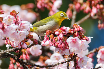 美しい熱海桜の間を飛び回って花の蜜を吸う可愛いメジロ（メジロ科）
英名学名：Japanese White Eye (Zosterops Japonica) flitting among the beautiful Atamizakura, Prunus kanzakura 'atami zakura' 
熱海市の山麓にある広い公園。
静岡県熱海市-2025/2/1

