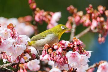 美しい熱海桜の間を飛び回って花の蜜を吸う可愛いメジロ（メジロ科）
英名学名：Japanese White Eye (Zosterops Japonica) flitting among the beautiful Atamizakura, Prunus kanzakura 'atami zakura' 
熱海市の山麓にある広い公園。
静岡県熱海市-2025/2/1
