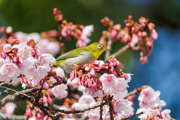 美しい熱海桜の間を飛び回って花の蜜を吸う可愛いメジロ（メジロ科）
英名学名：Japanese White Eye (Zosterops Japonica) flitting among the beautiful Atamizakura, Prunus kanzakura 'atami zakura' 
熱海市の山麓にある広い公園。
静岡県熱海市-2025/2/1
