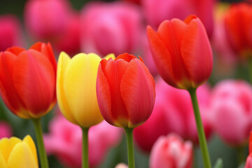 Obraz premium field of colorful flowers in the middle of a field