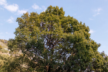 大きな樫の木。
熱海市の山麓にある広い公園。
美しい名勝地の入江、錦ヶ浦を見下ろす斜面の散策コースを歩いている。
静岡県熱海市-2025/2/1
