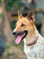 Majestic Thai Dog Standing Guard. Fearless Brown Guardian of the Countryside. Loyal Spirit of Thailand's Native Breed.