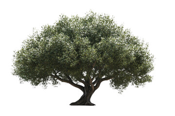 Fototapeta premium large tree with green leaves, showcasing broad canopy and sturdy trunk, stands prominently against transparency background, evoking sense of tranquility and nature beauty