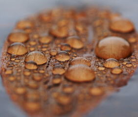 Water drops on a leaf